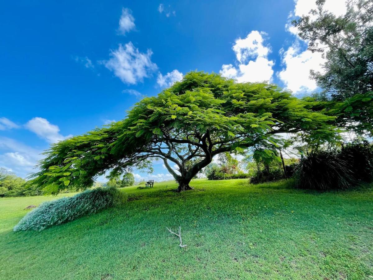 Tropical Coast Retreat - Pet Friendly - Adult Only Pensionat Kingscliff Exteriör bild