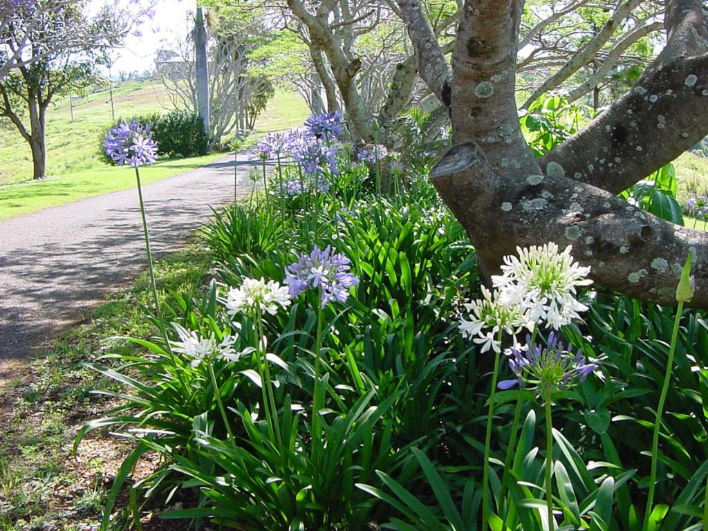 Tropical Coast Retreat - Pet Friendly - Adult Only Pensionat Kingscliff Exteriör bild