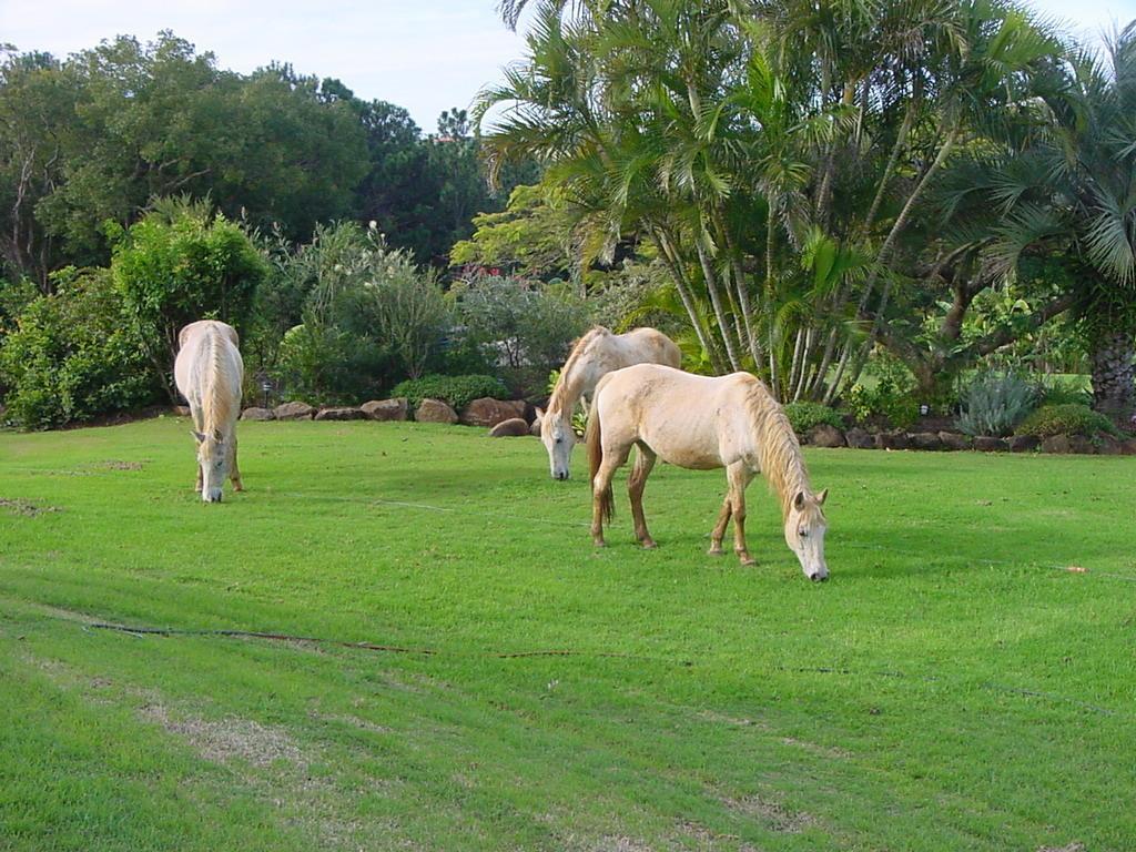 Tropical Coast Retreat - Pet Friendly - Adult Only Pensionat Kingscliff Exteriör bild