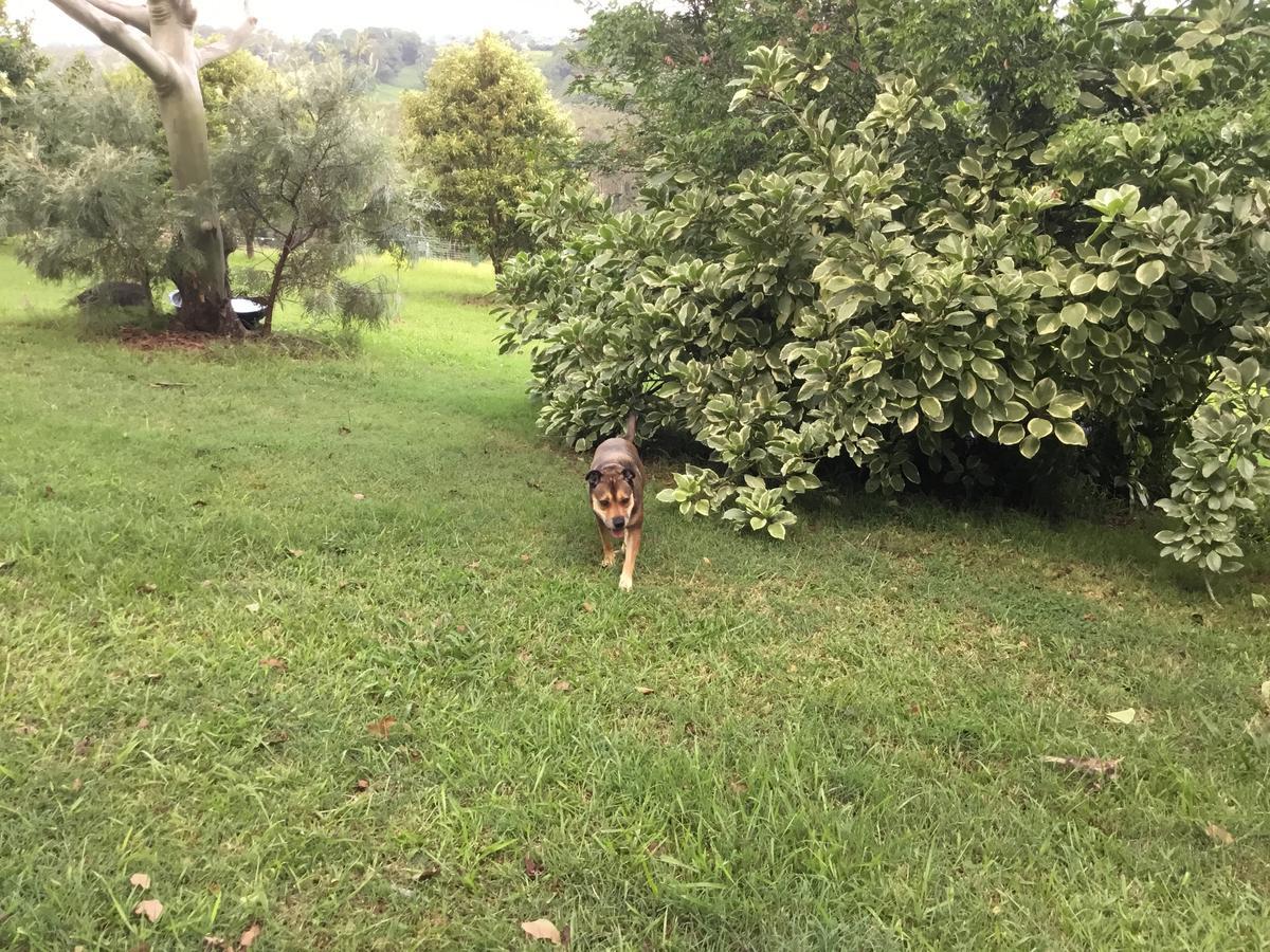 Tropical Coast Retreat - Pet Friendly - Adult Only Pensionat Kingscliff Exteriör bild